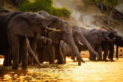 ELEFANTE Chobe National Park herd of elephants drinking water BOTSWANA AFRICA TURISMO.jpg